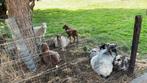 Skudde ram lammeren, Dieren en Toebehoren, Schapen, Geiten en Varkens, Mannelijk, Schaap, 0 tot 2 jaar