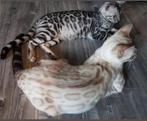kittens Snow Lynx zilver charcoal Bengaal katertjes + poesje, Dieren en Toebehoren, Katten en Kittens | Raskatten | Korthaar, Meerdere dieren