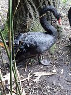 zwarte zwaan, Dieren en Toebehoren, Pluimvee, Vrouwelijk, Gans of Zwaan