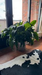 Spathiphyllum  (Lepelplant), Huis en Inrichting, Kamerplanten, Ophalen, Overige soorten, Halfschaduw, In pot