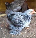 Cochin haantje van 3 Juni +/- 8 weken, Dieren en Toebehoren, Pluimvee, Mannelijk, Kip