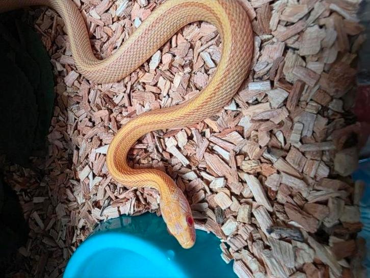 Rattenslang 1.0 butter tessera striped het. 50% sunkissed, Dieren en Toebehoren, Reptielen en Amfibieën, Slang, 0 tot 2 jaar