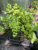 Selderie, Tuin en Terras, Planten | Tuinplanten, Ophalen of Verzenden, Bloeit niet, Volle zon