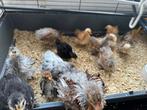 Cochin zijdeveer, krul, glad kuikens, Dieren en Toebehoren, Pluimvee