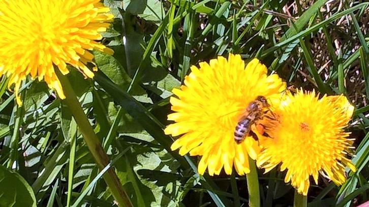 tuin hulp gezocht, tuinhulp, Tuin en Terras, Overige Tuin en Terras, Ophalen of Verzenden