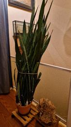 Te koop: Grote, gezonde Sansevieria – 175 cm inclusief pot, Huis en Inrichting, Kamerplanten, Ophalen, Vetplant, Halfschaduw, In pot