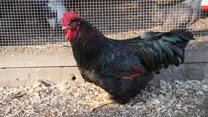 Barnevelder haan dubbelgezoomd, Dieren en Toebehoren, Pluimvee, Kip, Mannelijk