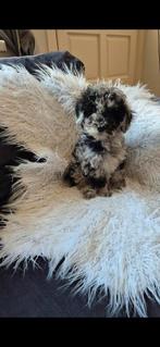 Mini labradoodle, Dieren en Toebehoren, Honden | Chihuahua's en Gezelschapshonden, Rabiës (hondsdolheid), Overige rassen, 8 tot 15 weken