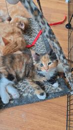 Nog 2 prachtige Maincoon kittens, Meerdere dieren, Gechipt