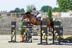 Fanatieke 16 jarige schoolmaster, Dieren en Toebehoren, Paarden, Merrie, Springpaard