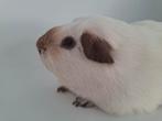Gladhaar cavia, wit californian choco, beer, Cavia, Mannelijk, Mei, Tam
