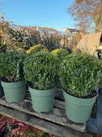 Ilex bollen van echte topkwaliteit machinaal rond geknipt, Tuin en Terras, Planten | Tuinplanten, Vaste plant, Bloeit niet, Halfschaduw