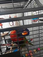 Lory van de blauwe bergen, Mannelijk, Papegaai