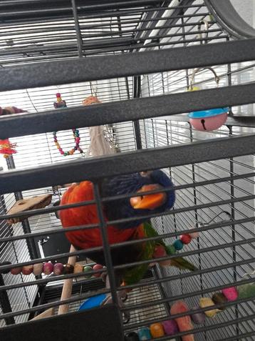 Lory van de blauwe bergen  beschikbaar voor biedingen