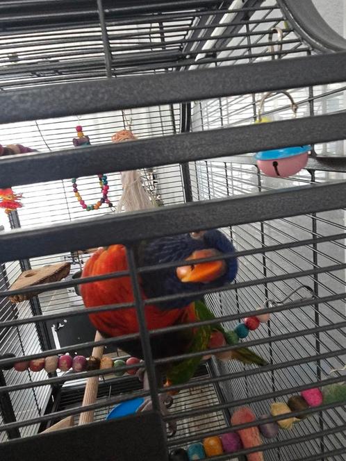 Lory van de blauwe bergen, Dieren en Toebehoren, Vogels | Parkieten en Papegaaien, Papegaai, Mannelijk
