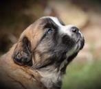 St Bernard x Leonberger  X Tatra Poolse berghond pups, Dieren en Toebehoren, Particulier, Rabiës (hondsdolheid), Meerdere, 8 tot 15 weken