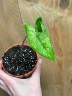 Alocasia zebrina mint variegata albo plant, Huis en Inrichting, Kamerplanten, Ophalen of Verzenden, Halfschaduw, Minder dan 100 cm