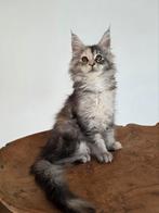Prachtige maine coon kittens, Dieren en Toebehoren, Katten en Kittens | Raskatten | Langhaar, Meerdere dieren, Ontwormd