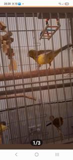 Geelbont/ groengele kanarie man, Dieren en Toebehoren, Vogels | Kanaries, Mannelijk, Zangkanarie