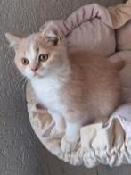 2 britskorthaar katertjes, Kater, Gechipt