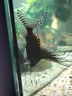 synodontis eupterus meerval, Dieren en Toebehoren, Vissen | Aquariumvissen, Vis