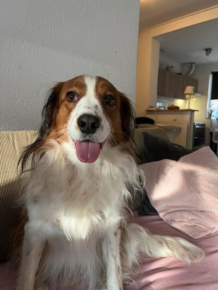 Gezocht vriendje voor onze hond!, Dieren en Toebehoren, Overige Dieren, Meerdere dieren, Juli