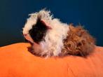 Coronet,tessel,merino en sheltie cavia beertjes (jong), Dieren en Toebehoren, Knaagdieren, November, Mannelijk, Cavia
