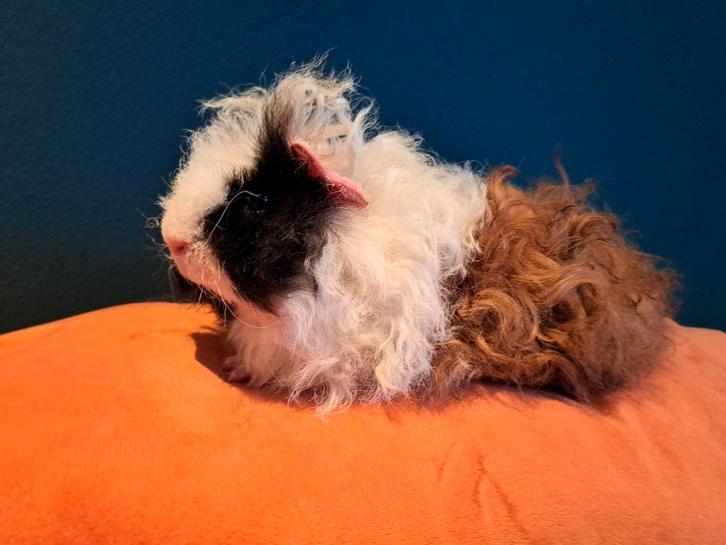 Coronet,tessel,merino en sheltie cavia beertjes (jong), Dieren en Toebehoren, Knaagdieren, Mannelijk, Cavia, November