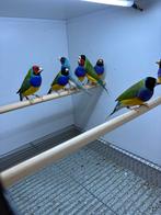 Gouldamadines te koop, Dieren en Toebehoren, Vogels | Overige Vogels, Meerdere dieren, Tropenvogel, Geringd