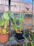 Te koop aangeboden: grote cactus 4x, Huis en Inrichting, Kamerplanten, Ophalen, Cactus, Volle zon, Minder dan 100 cm