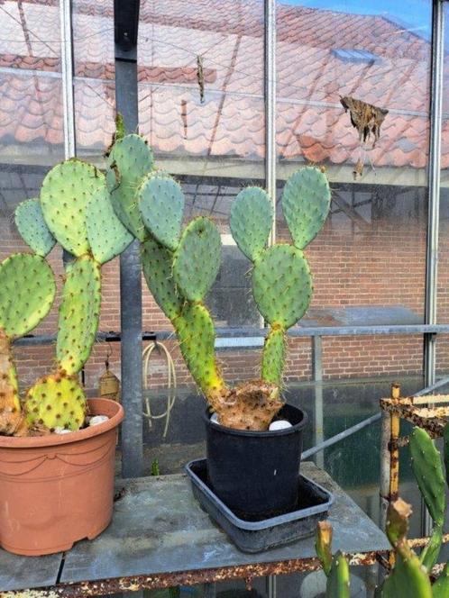 Te koop aangeboden: grote cactus 4x, Huis en Inrichting, Kamerplanten, Cactus, Minder dan 100 cm, Volle zon, Ophalen