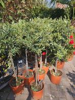 Jasmijn in hanger / Callistemon / olijfbomen/ oleander, Tuin en Terras, Planten | Struiken en Hagen, Ophalen of Verzenden