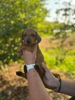 Dwergteckel pups laatste reutje, Dieren en Toebehoren, Honden | Teckels en Dashonden, 8 tot 15 weken, Korthaar, Dwerg, Meerdere