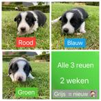 Border collie pup, België, Particulier, Rabiës (hondsdolheid), 8 tot 15 weken
