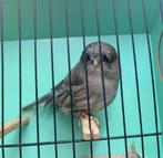 Crest, Dieren en Toebehoren, Vogels | Kanaries, Vrouwelijk