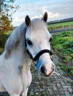 Betuigd en gereden brave, sportieve Welsh A ruin schimmel, Dieren en Toebehoren, Pony's, Gechipt, Ruin, Dressuurpony, M