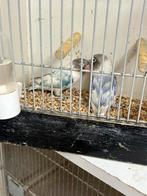 Koppel bonte personata’s, Dieren en Toebehoren, Vogels | Parkieten en Papegaaien, Meerdere dieren, Geringd