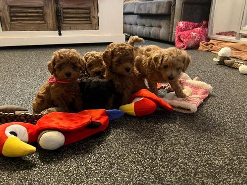 Super mooie kleinblijvende toypoedeltjes, Dieren en Toebehoren, Honden | Chihuahua's en Gezelschapshonden, Meerdere dieren, Poedel