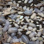 isopods armadillidium peraccae, Overige soorten