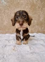 Ruwhaar dwerg teckel pups, Dieren en Toebehoren, Honden | Teckels en Dashonden, Nederland, Reu, CDV (hondenziekte), 8 tot 15 weken