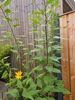 Aardpeer, Ophalen, Volle zon, Zomer, Groenteplanten