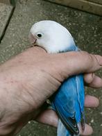 Prachtige brr agapornis fisheri opaline blauw man, Mannelijk, Dwergpapegaai of Agapornis, Geringd