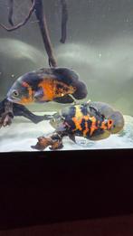 Oscar ocellatus koppel, Dieren en Toebehoren, Vis