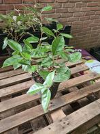 Olijfwilg haagplanten potgekweekt ca. 30 cm, Ophalen of Verzenden, Overige soorten, Haag, Minder dan 100 cm