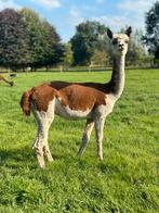 Bonte alpaca merrie dragend, Dieren en Toebehoren, Overige Dieren, Oktober, Vrouwelijk