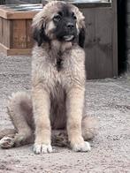 Leonberger kruising, Dieren en Toebehoren, Honden | Bulldogs, Pinschers en Molossers, CDV (hondenziekte), Particulier, Meerdere