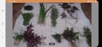 7 soorten aquariumplanten voor €10.00 beschikbaar voor biedingen