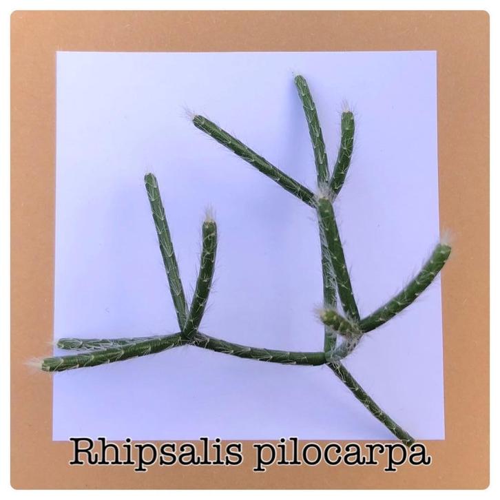 27. rhipsalis pilocarpia stekje €1,25, Huis en Inrichting, Kamerplanten, Minder dan 100 cm, Halfschaduw, Ophalen of Verzenden