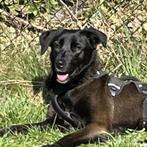 AIN: leia, deze mooie dame maakt grote stappen., Rabiës (hondsdolheid), Handelaar, 1 tot 2 jaar, Buitenland
