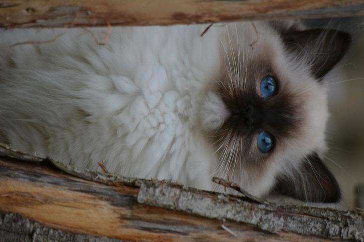 Prachtige Ragdoll poes met stamboom, Dieren en Toebehoren, Katten en Kittens | Raskatten | Langhaar, Poes, 0 tot 2 jaar, Met stamboom